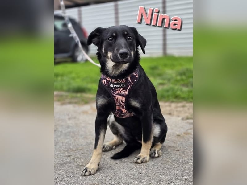 ❤️Nina