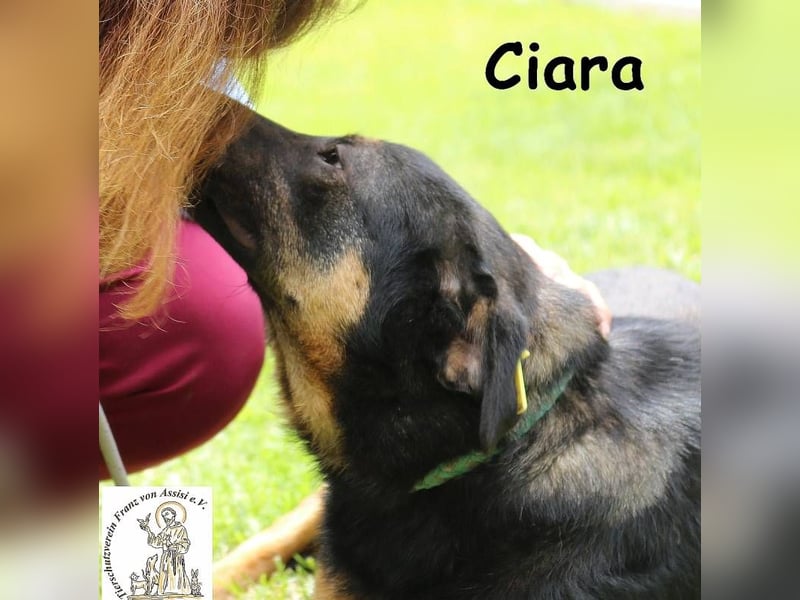 Ciara - hübsch, schlau und sehr agil