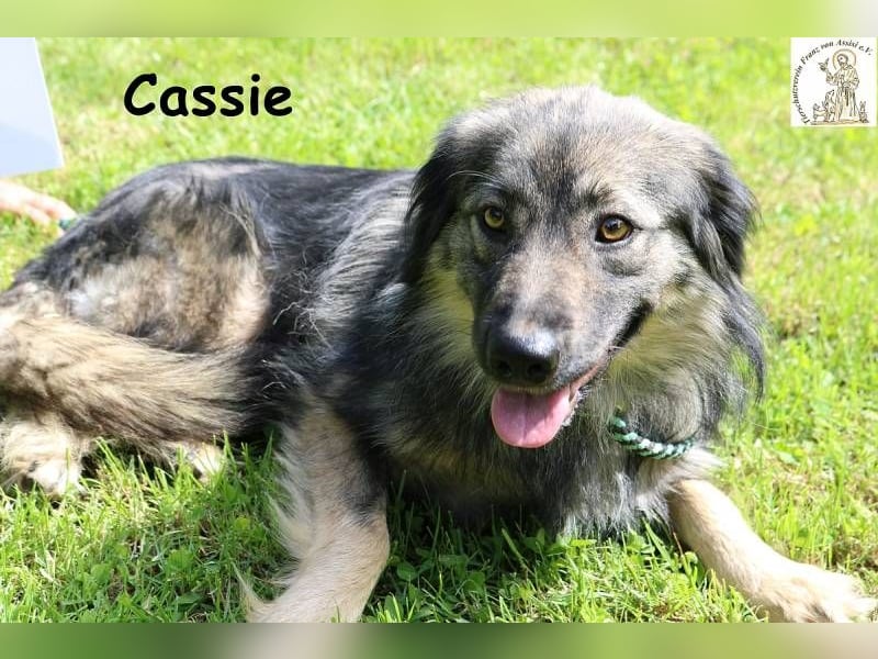 Cassie - hübsche, kleine Überlebenskünstlerin
