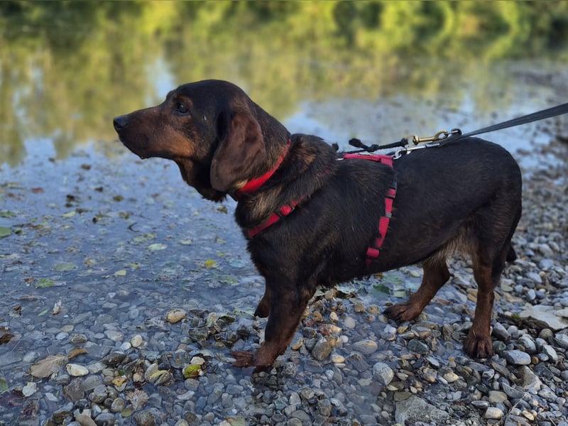 Franzi – kleine Hundedame chillt ihr Leben