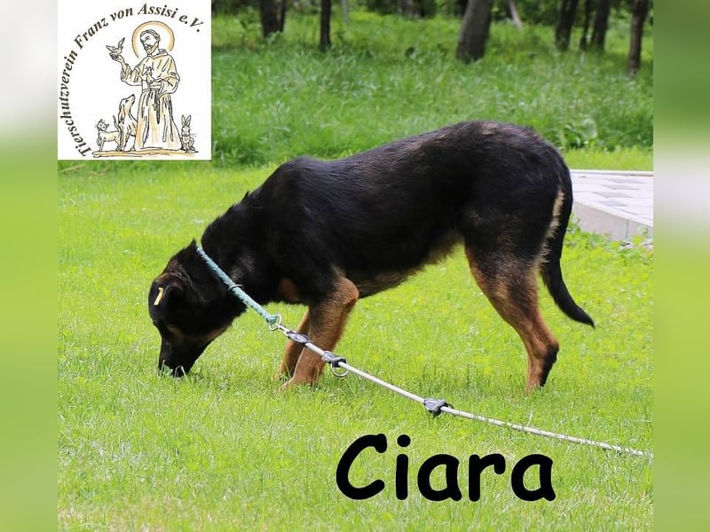 Ciara - hübsch, schlau und sehr agil