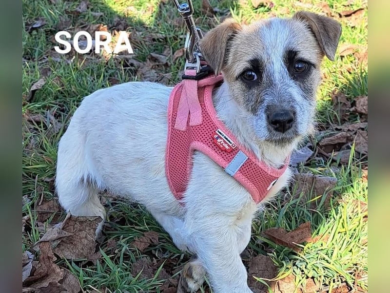Sora ♥️