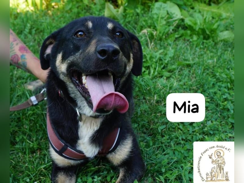 Mia – Action, Herz und Pfotenpower!