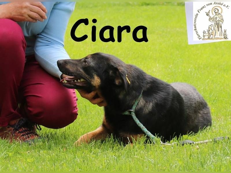 Ciara - hübsch, schlau und sehr agil
