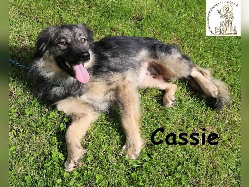 Cassie - hübsche, kleine Überlebenskünstlerin