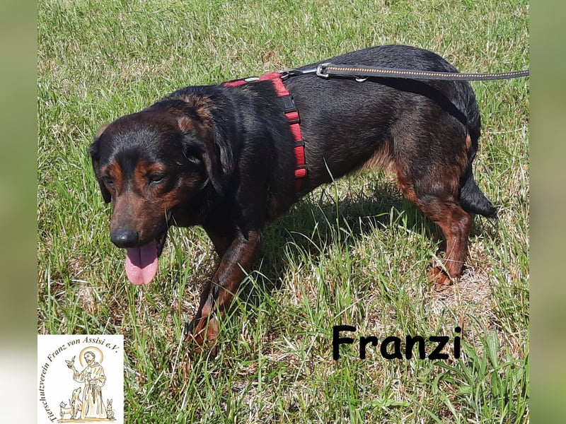Franzi – kleine Hundedame chillt ihr Leben