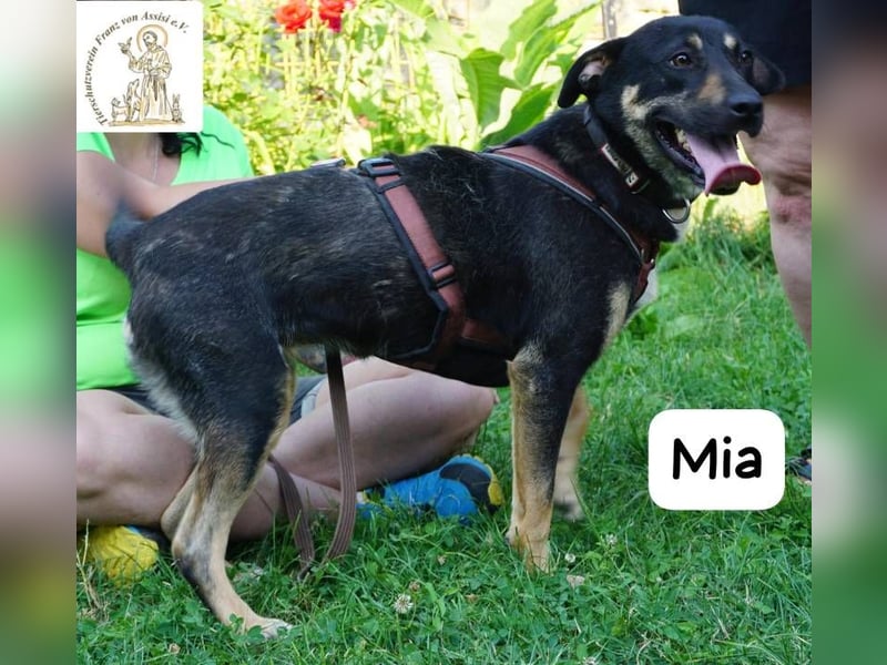Mia – Action, Herz und Pfotenpower!