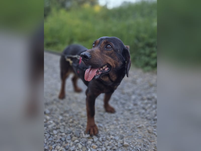 Franzi – kleine Hundedame chillt ihr Leben