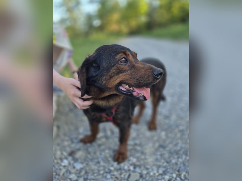 Franzi – kleine Hundedame chillt ihr Leben