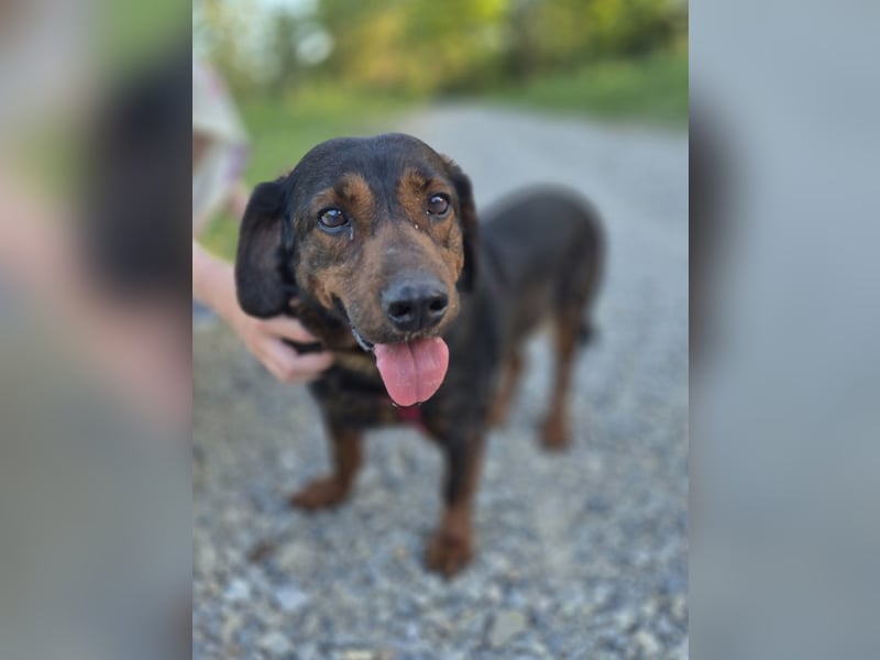 Franzi – kleine Hundedame chillt ihr Leben