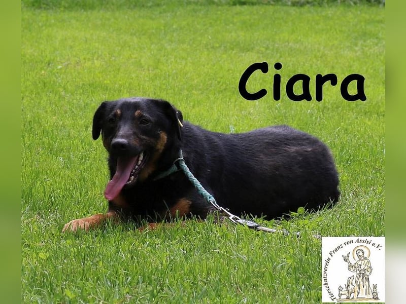 Ciara - hübsch, schlau und sehr agil