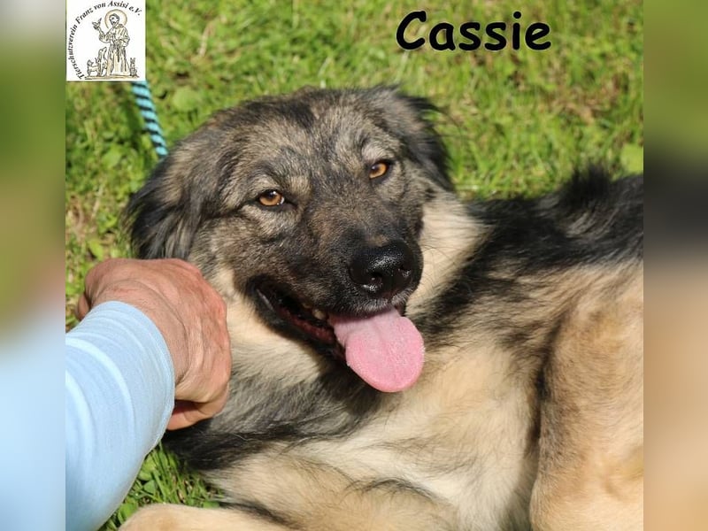 Cassie - hübsche, kleine Überlebenskünstlerin