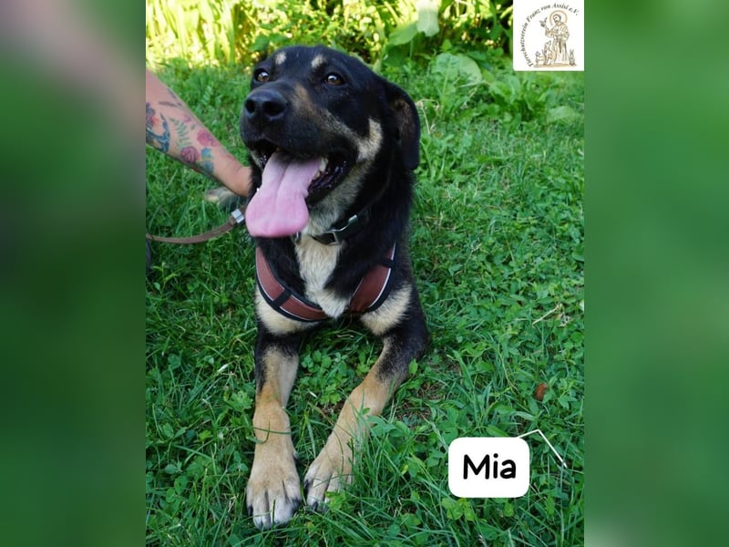 Mia – Action, Herz und Pfotenpower!