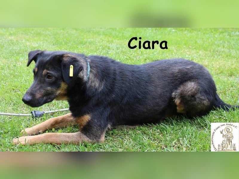 Ciara - hübsch, schlau und sehr agil