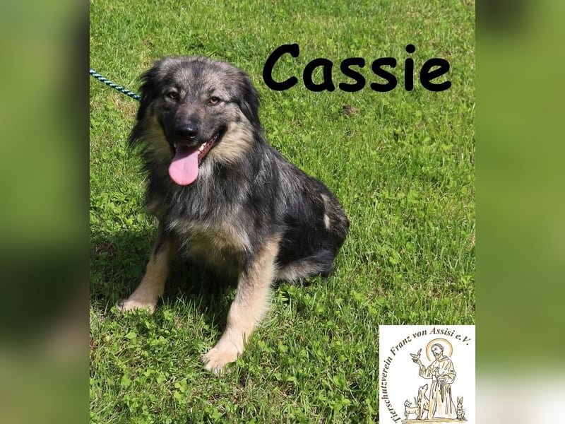 Cassie - hübsche, kleine Überlebenskünstlerin