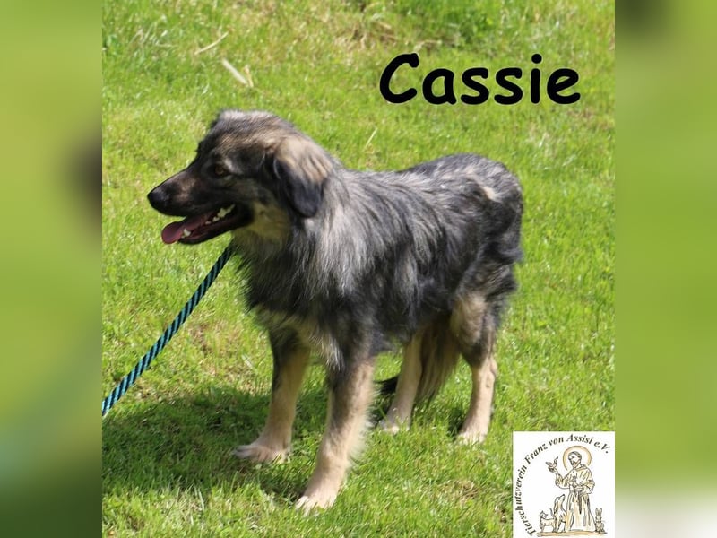 Cassie - hübsche, kleine Überlebenskünstlerin