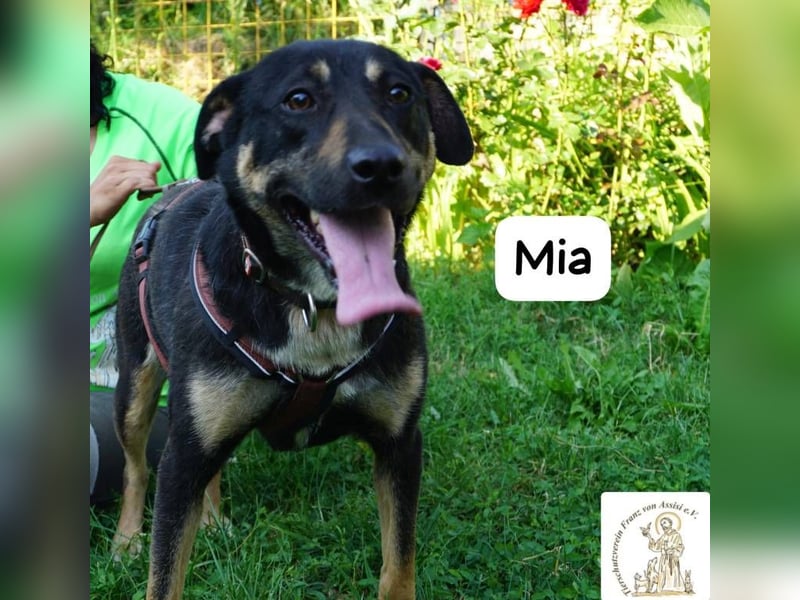 Mia – Action, Herz und Pfotenpower!