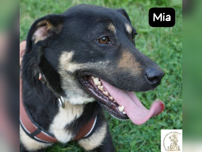 Mia – Action, Herz und Pfotenpower!