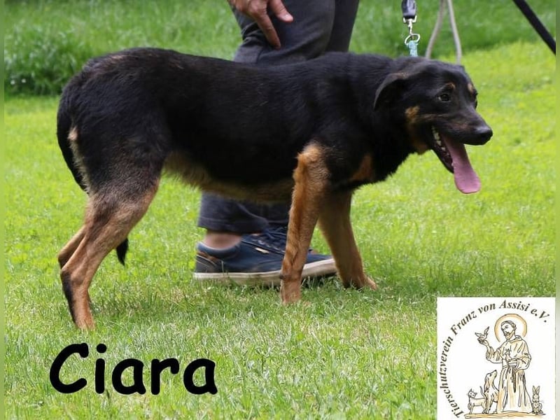 Ciara - hübsch, schlau und sehr agil