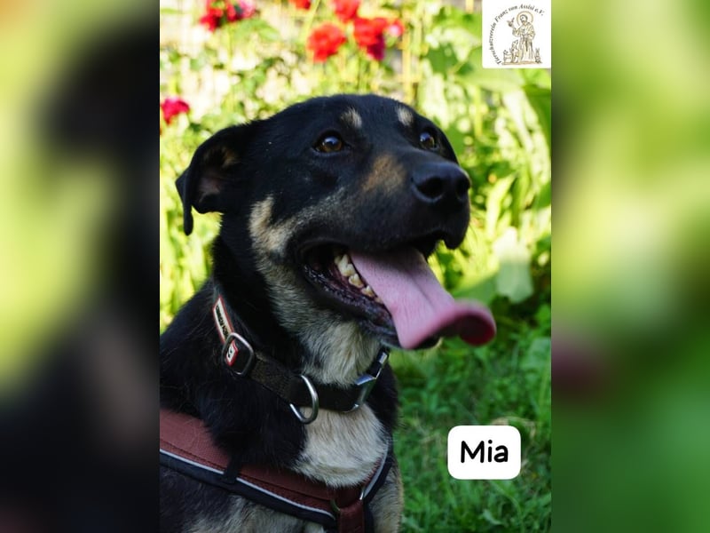 Mia – Action, Herz und Pfotenpower!