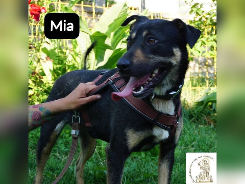 Mia – Action, Herz und Pfotenpower!