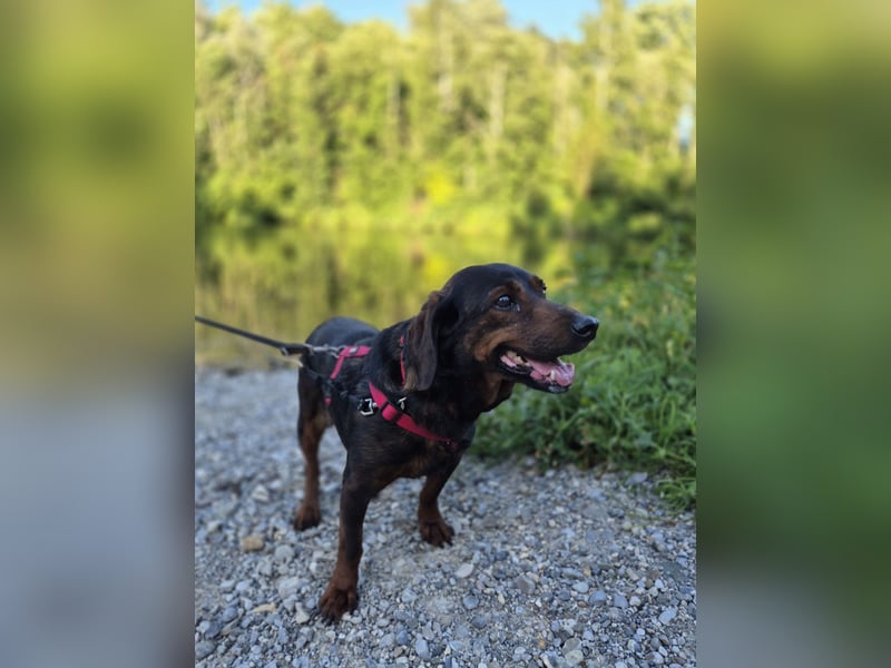 Franzi – kleine Hundedame chillt ihr Leben