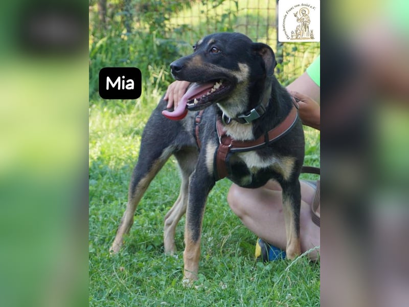Mia – Action, Herz und Pfotenpower!
