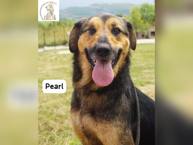 Pearl – Die Hündin, die die Welt auf ihre eigene Weise sieht!