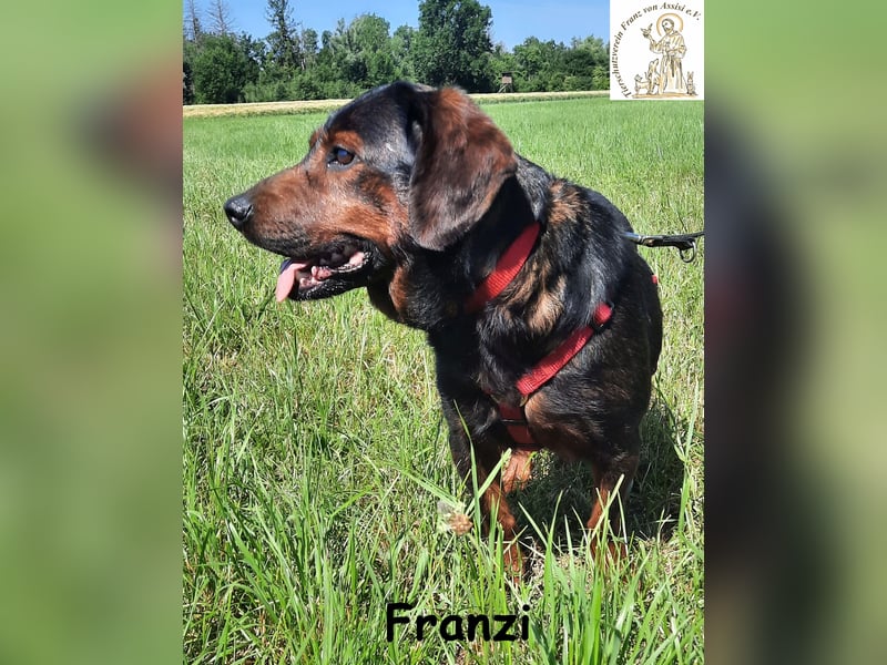 Franzi – kleine Hundedame chillt ihr Leben