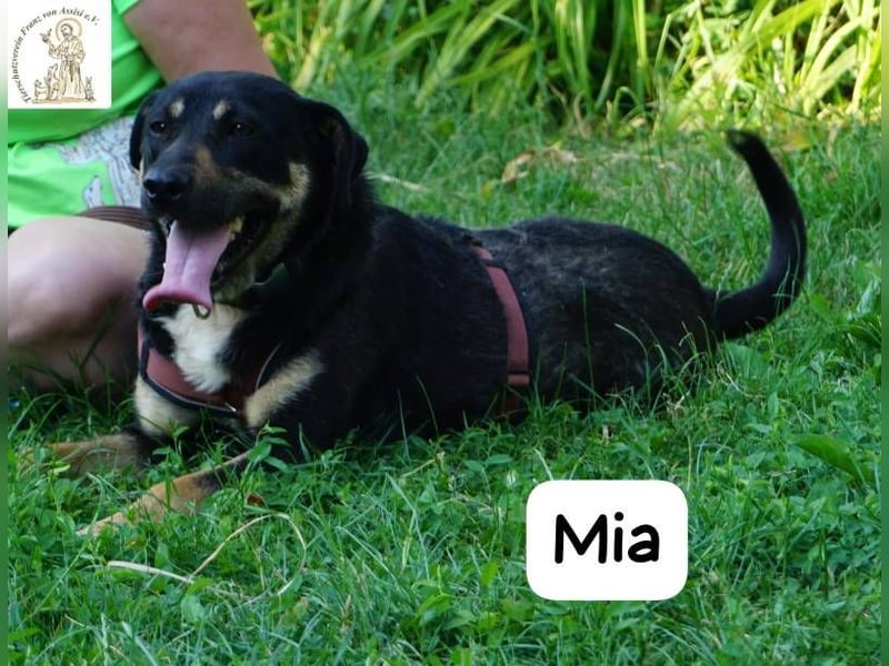 Mia – Action, Herz und Pfotenpower!