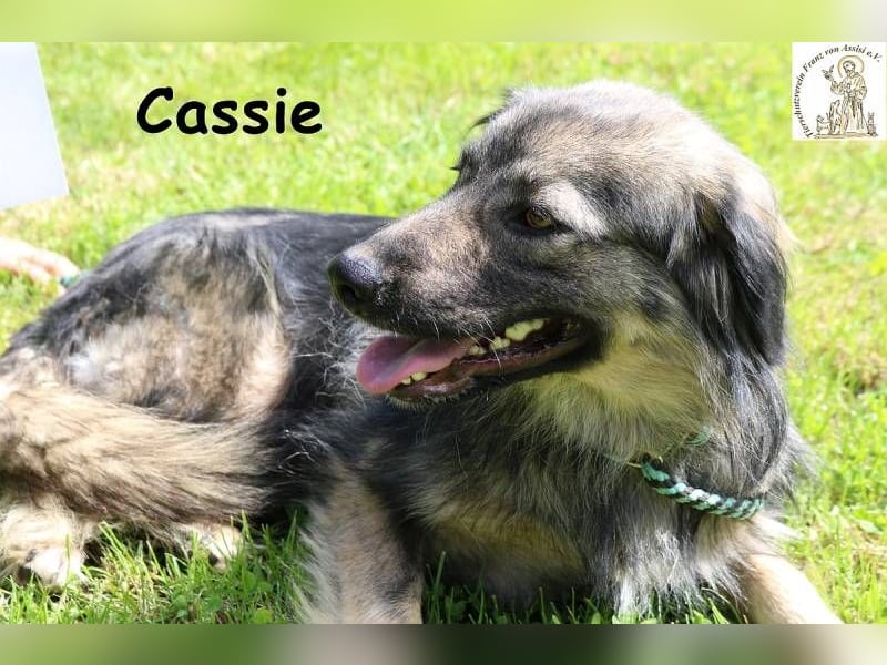 Cassie - hübsche, kleine Überlebenskünstlerin