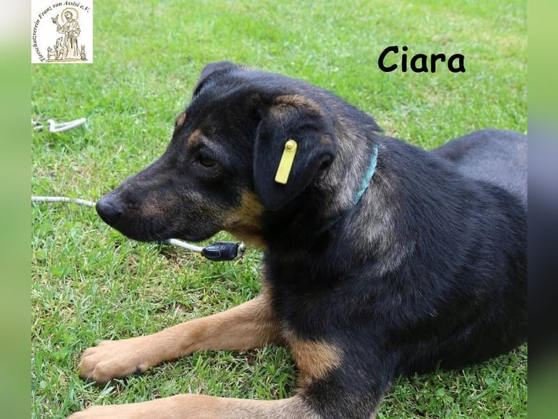 Ciara - hübsch, schlau und sehr agil