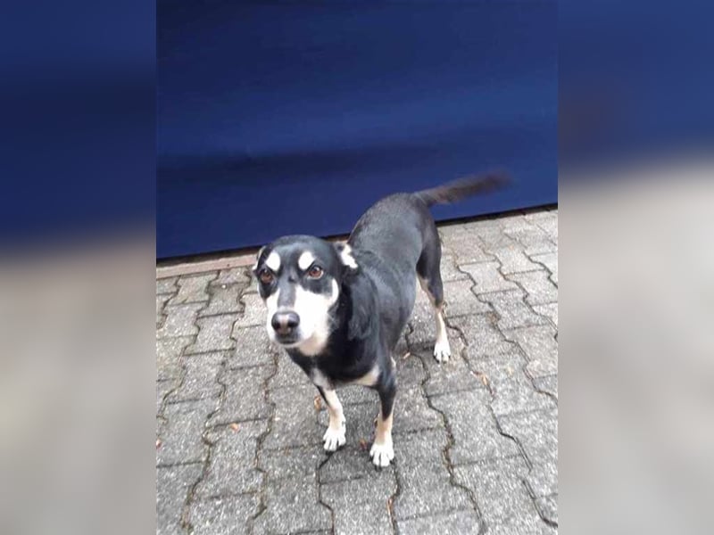 Tinkerbell muss ihr zu Hause verlassen, derzeit auf Pflege in Oberammergau