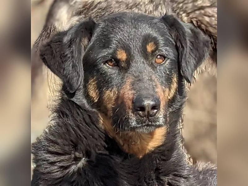 Laika möchte endlich wissen, wie sich Familie anfühlt