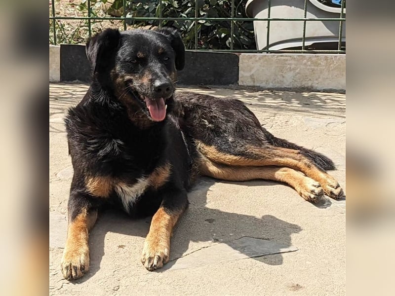 Laika möchte endlich wissen, wie sich Familie anfühlt