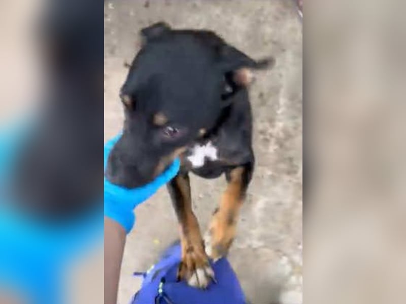 Wilma sucht ihre zweite Chance nach einer Absage