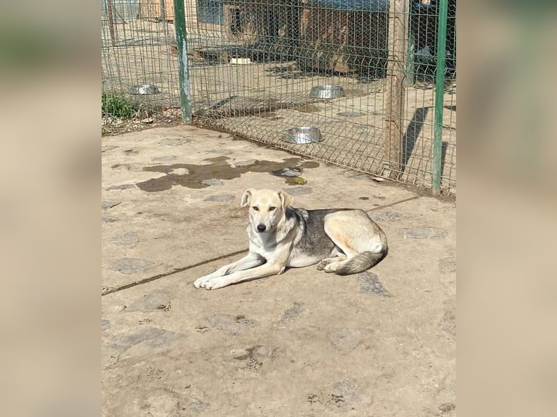 Nyoko möchte dem Shelter entfliehen