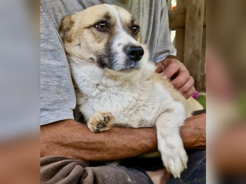 Lilu muss dringend aus dem Shelter