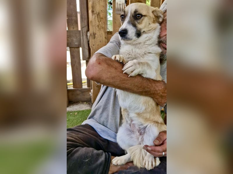 Lilu muss dringend aus dem Shelter