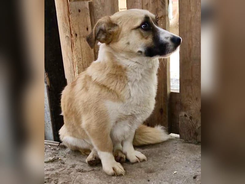 Lilu muss dringend aus dem Shelter