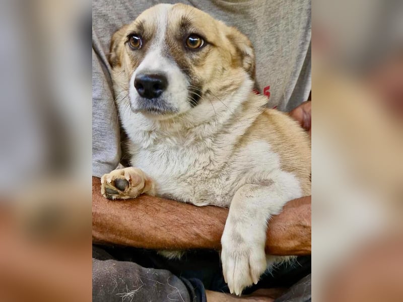 Lilu muss dringend aus dem Shelter