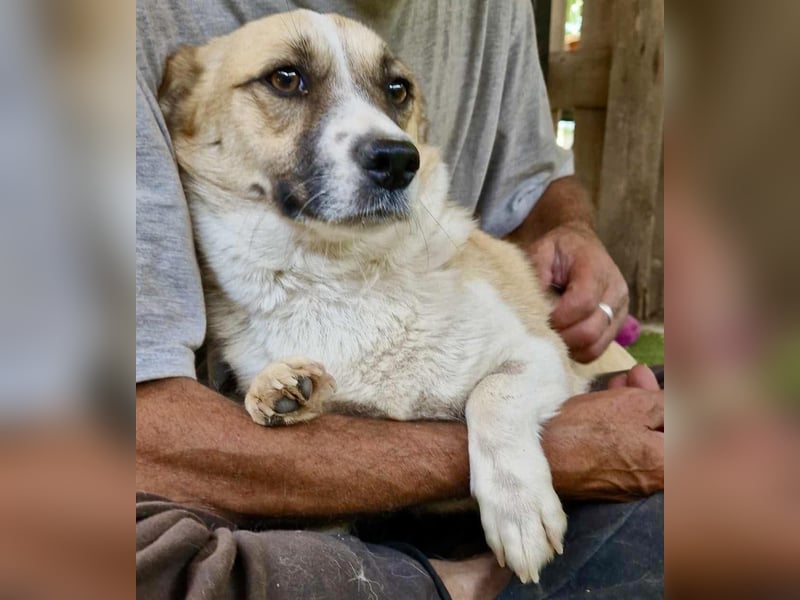 Lilu muss dringend aus dem Shelter
