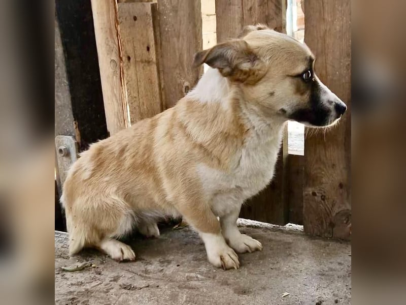 Lilu muss dringend aus dem Shelter