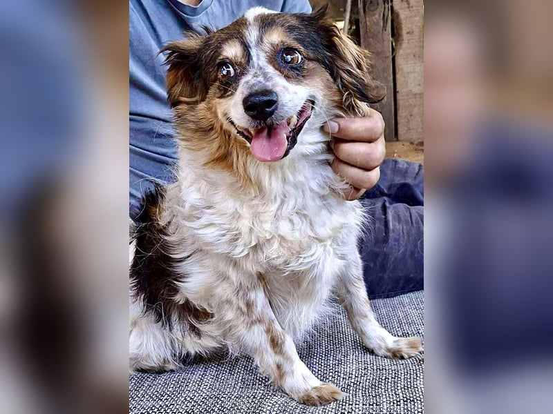 Kleine, sanfte 8 kg Hündin Amber