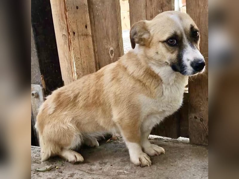 Lilu muss dringend aus dem Shelter