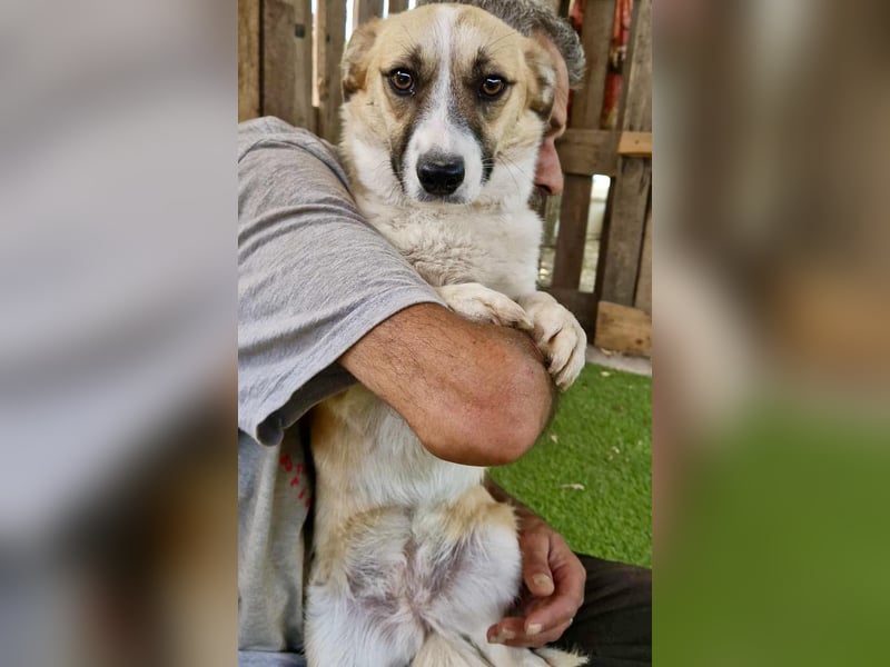 Lilu muss dringend aus dem Shelter