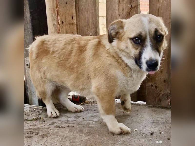 Lilu muss dringend aus dem Shelter