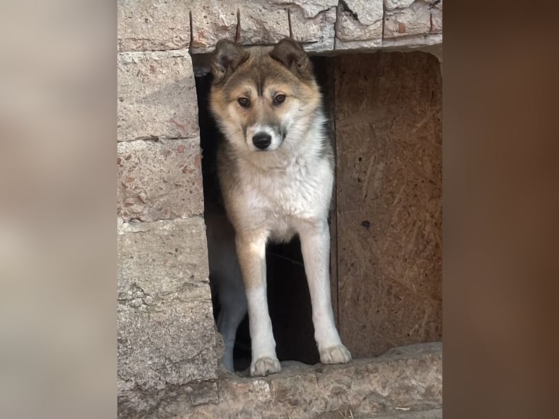 SHIBA, Hündin, 1,5 Jahre, 43cm, Mischling, Tierschutz