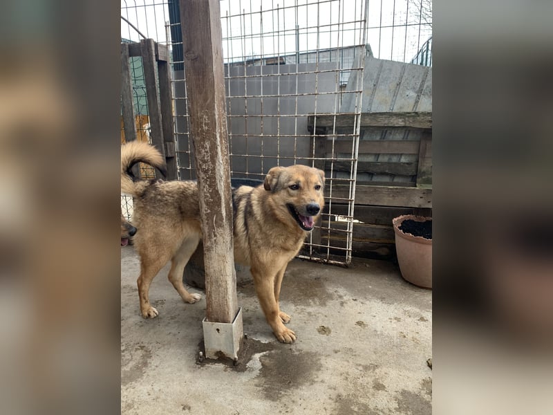 SINA, Hündin, 7 Jahre, 53 cm, Mischling, Tierschutz