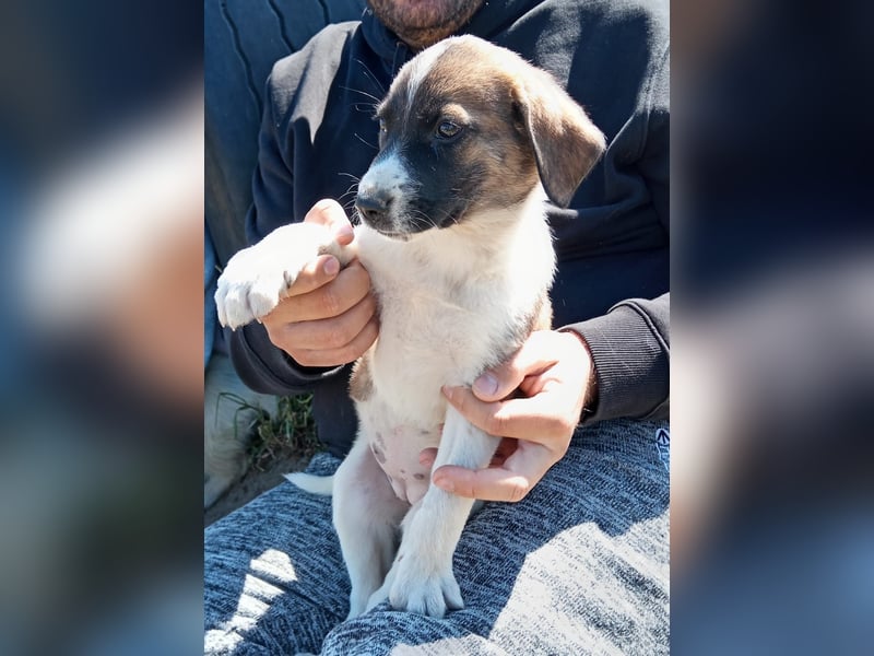 Hézöl - Wer zeigt ihr wie schön das Leben ist?